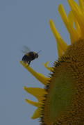 4th Aug 2021 - Yellow Pollinator