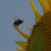Yellow Pollinator by 30pics4jackiesdiamond