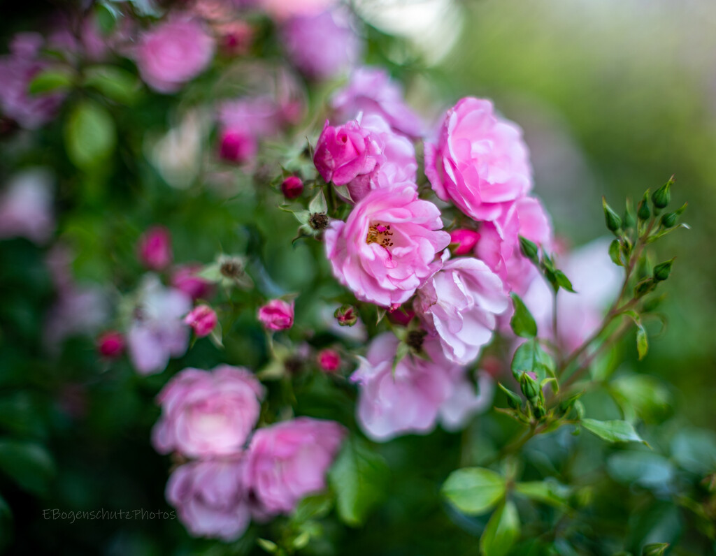 Old Fashion Roses by theredcamera
