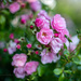 Old Fashion Roses by theredcamera