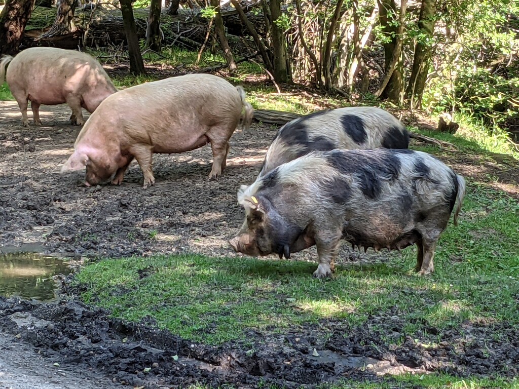 Pigs rooting in the New Forest. by yorkshirelady