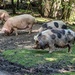 Pigs rooting in the New Forest. by yorkshirelady