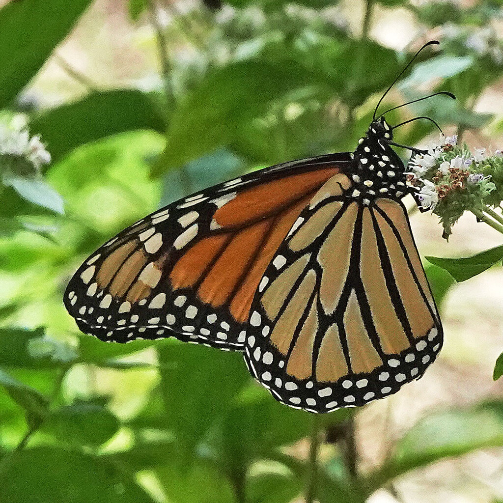 First Monarch of the Year by milaniet