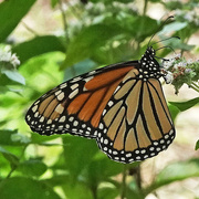 4th Aug 2021 - First Monarch of the Year
