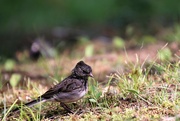 4th Aug 2021 - Black Phoebe