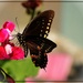 Black Swallowtail by olivetreeann