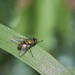 It's a fly... by gardencat