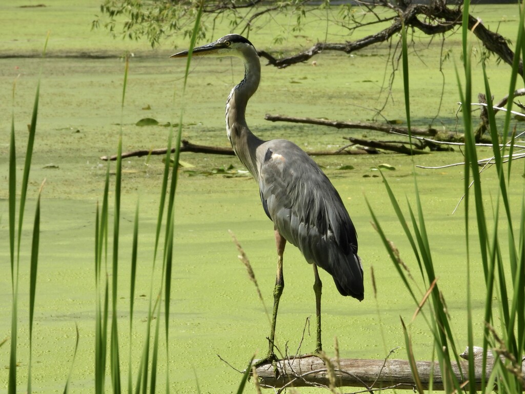 Heron/Bay City State park by amyk