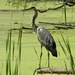 Heron/Bay City State park by amyk