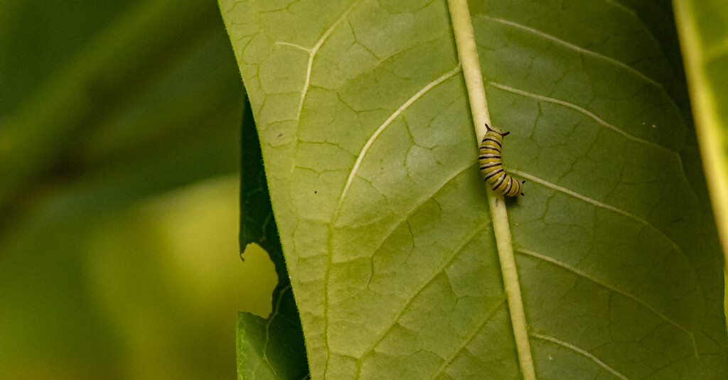 Monarch Caterpillar! by rickster549