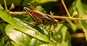 4th Aug 2021 - Eastern Lubber Grasshopper!