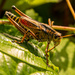Eastern Lubber Grasshopper! by rickster549