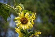 4th Aug 2021 - Sunflower...