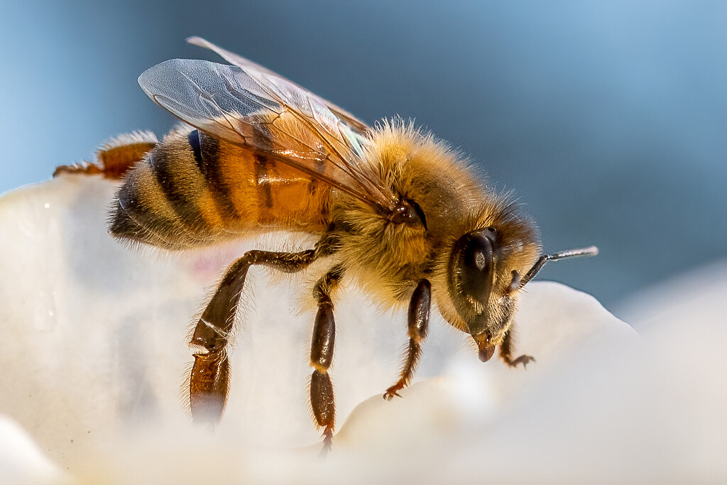 Honey Bee by nicoleweg