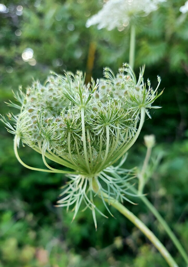 Queen Anne's Lace Bud by harbie