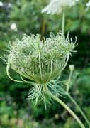 3rd Aug 2021 - Queen Anne's Lace Bud