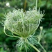Queen Anne's Lace Bud by harbie