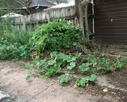 3rd Aug 2021 - The Return of the Brush Pile—plus