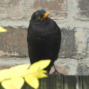 30th Jul 2021 - Blackbird sitting on my Garden Gate