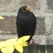 Blackbird sitting on my Garden Gate by oldjosh