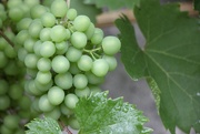 5th Aug 2021 - The only grapes in Ballater!