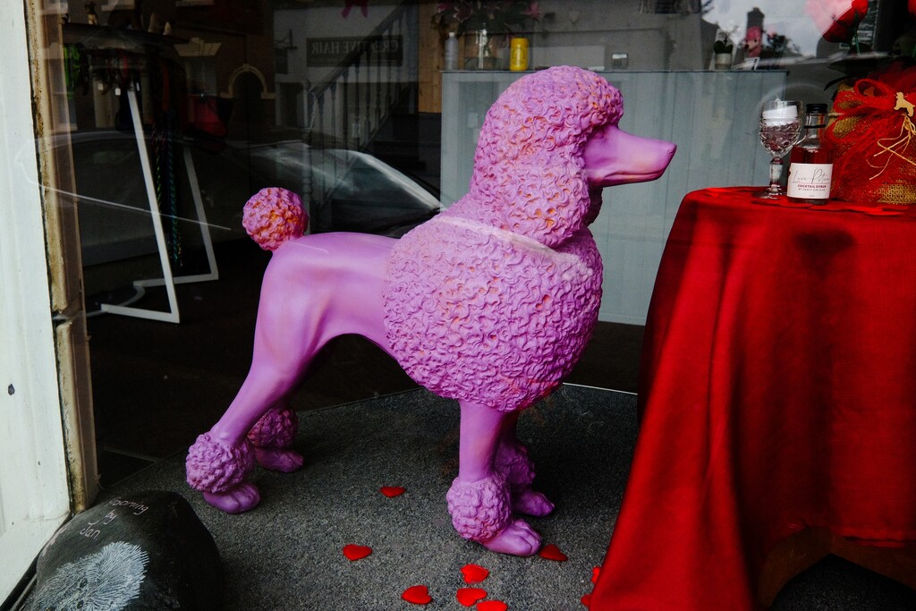 Pink Poodle by allsop