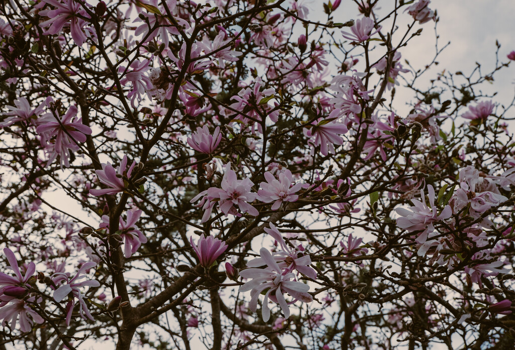 Magnolia whanau by brigette