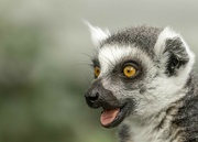 5th Aug 2021 - Lemur