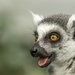 Lemur by shepherdmanswife