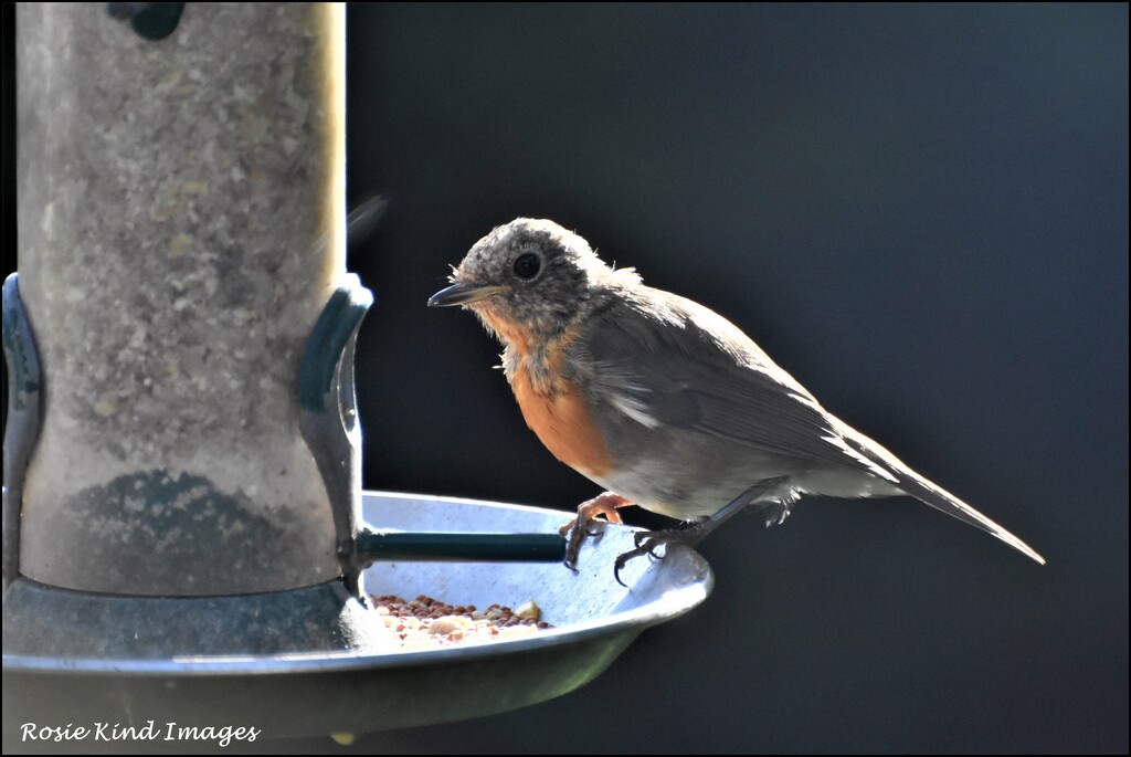 Baby robin knows where to come for his food by rosiekind