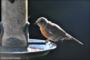 5th Aug 2021 - Baby robin knows where to come for his food
