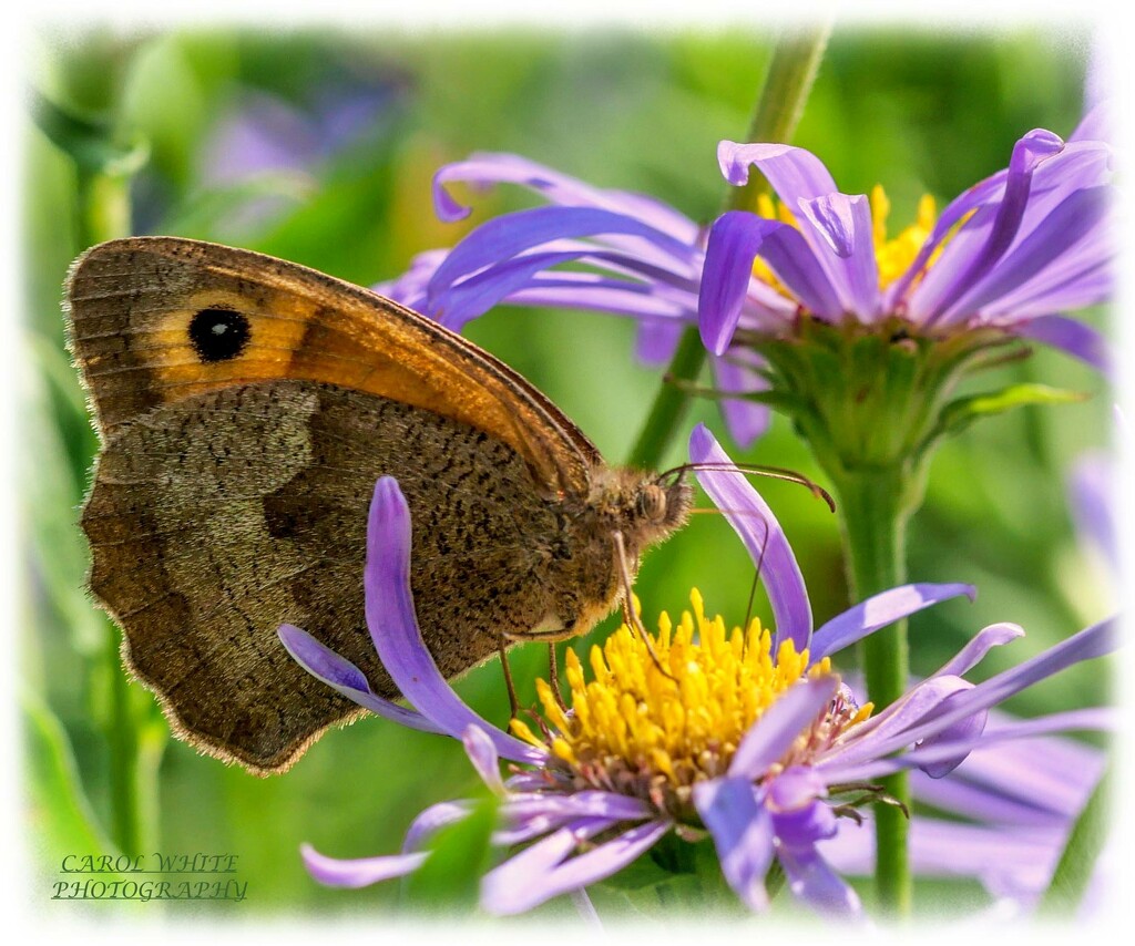 Meadow Brown Butterfly by carolmw