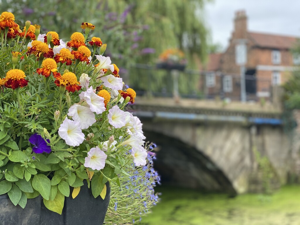 Flowers on bridge  by cafict
