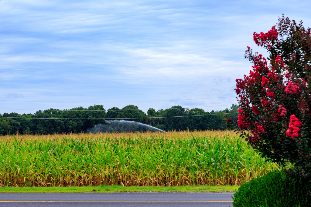 Watering the Corn by hjbenson