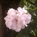 Summer.. trailing geranium by 365projectorgjoworboys