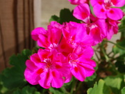 5th Aug 2021 - Porch Geranium