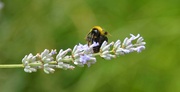 5th Aug 2021 - Bumblebee
