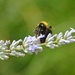 Bumblebee by arkensiel