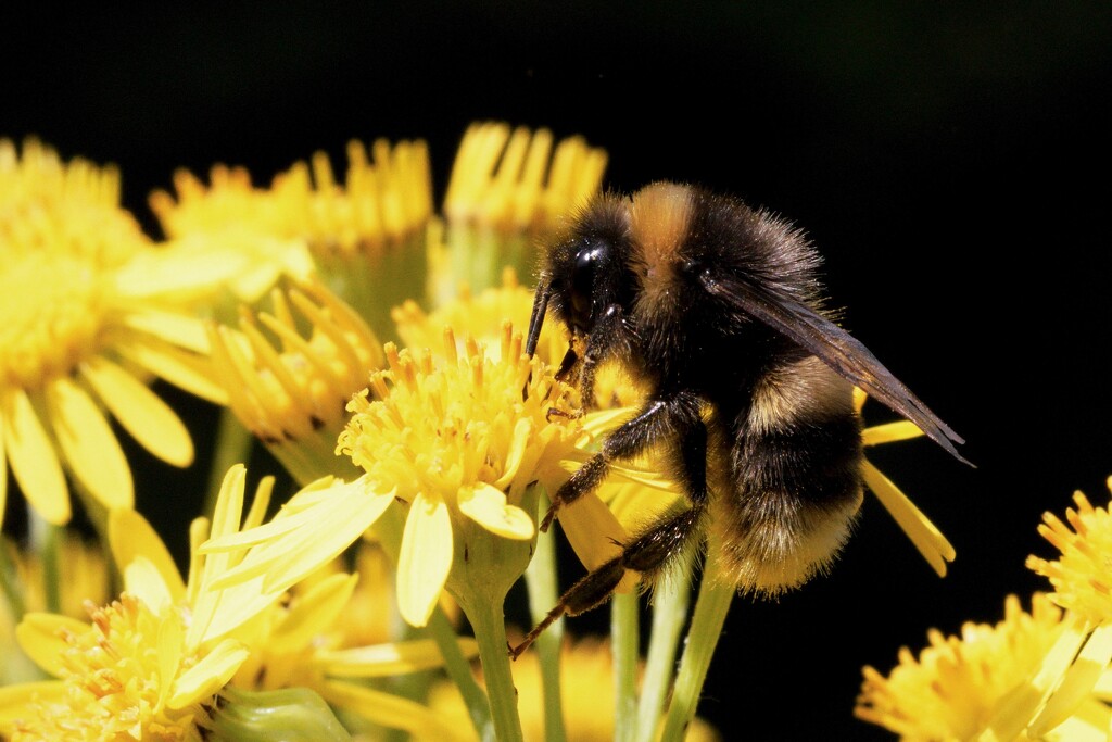 RAGWORT AND A BUMBLEBEE by markp