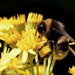 RAGWORT AND A BUMBLEBEE by markp