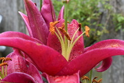 5th Aug 2021 - Dark red lily......