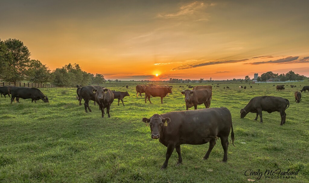 Moo Cows at Sunset by cindymc