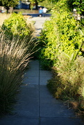 3rd Aug 2021 - Overgrown sidewalk