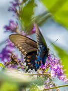 5th Aug 2021 - Pipevine Swallowtail