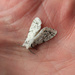 Fall Webworm Moth  by rhoing