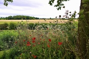 5th Aug 2021 - Countryside 