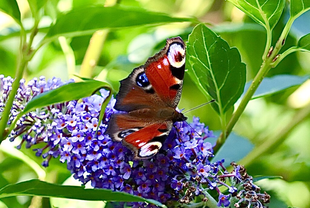 Peacock Butterfly by carole_sandford