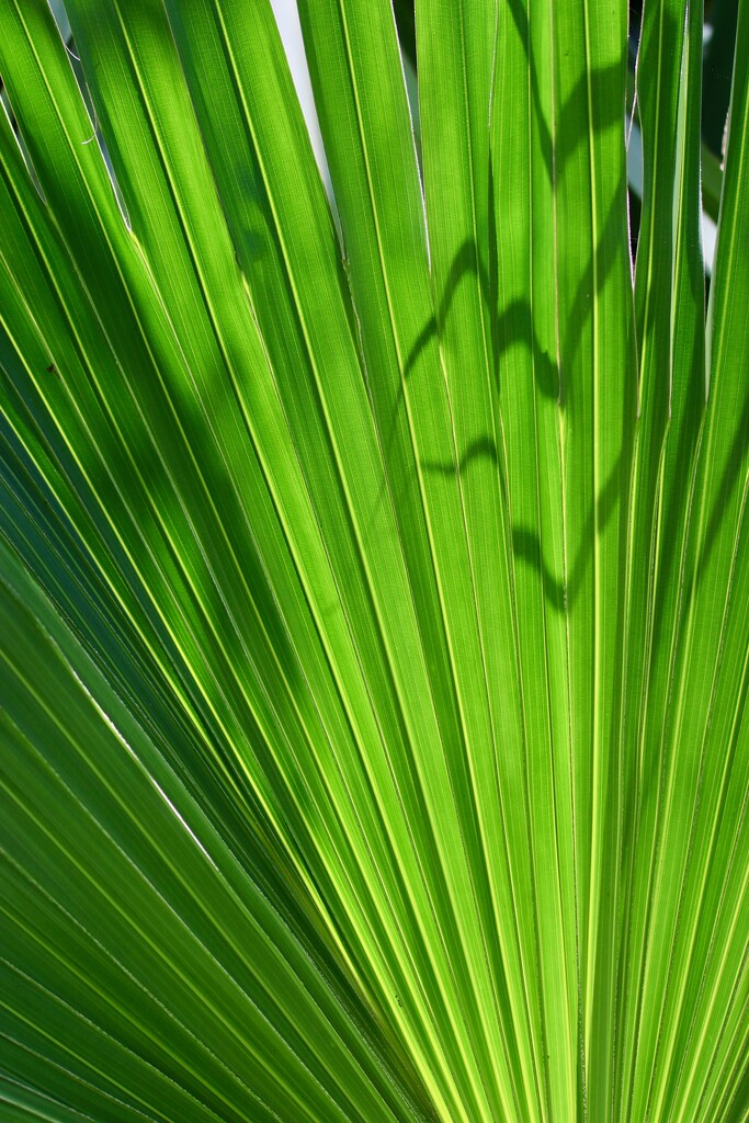 Palm leaf patterns by lisasavill