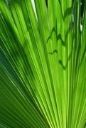 2nd Aug 2021 - Palm leaf patterns