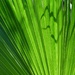 Palm leaf patterns by lisasavill